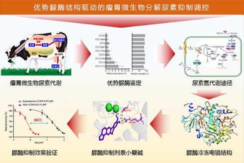 奶牛瘤胃微生物优势脲酶结构与绿色脲酶抑制剂