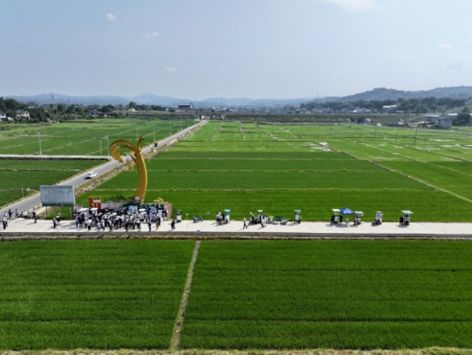 2025年全国秋粮病虫害发生趋势会商会在我省怀化召开3