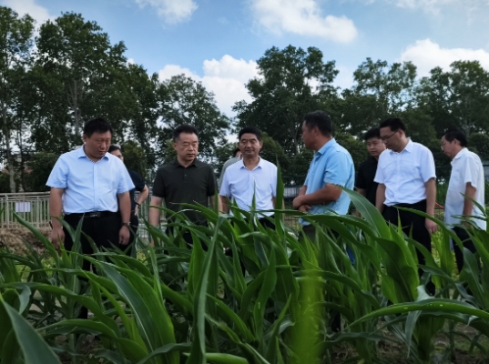 汪学军调研抗旱保秋粮工作